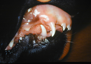 A Class 2 malocclusion demonstrated by a short mandible compared to the maxilla and the mandibular canine positioned caudal to the maxillary canine tooth in a 10 week old puppy