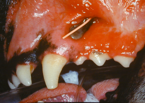A gutta percha point is placed into a draining fistula overlying the buccal aspect of the maxillary left canine tooth