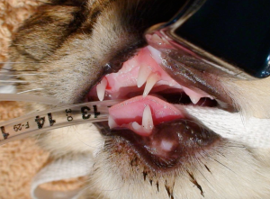 A kitten with a retained deciduous maxillary left canine tooth (604). Note both the deciduous and permanent canine teeth are present