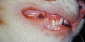 A persistant maxillary right canine tooth in a cat. Note there are two canines, the deciduous tooth occupying the caudal position and the permanent erupting into a cranial position