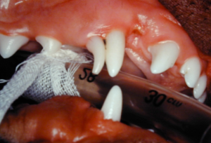 A persistant maxillary right canine tooth in a dog. Note there are two canines, the deciduous tooth occupying the caudal position and the permanent erupting into a cranial position