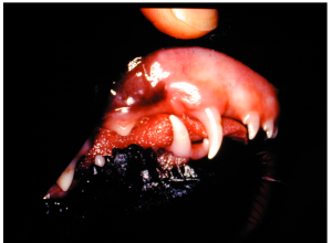 A puppy with a Class 2 brachygnathic jaw