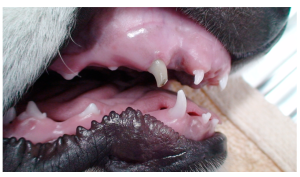A puppy with a complicated crown fracture (CCF) of the maxillary right deciduous canine tooth (504)