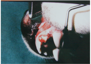 A puppy with a fractured maxillary permanent canine tooth showing an oblique fracture and pulp exposure