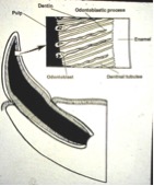 Diagram showing the root structure with odontoblastic processes within the dentinal tubules of an immature canine tooth (Wiggs, Veterinary Dentistry).