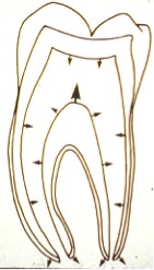 Schematic diagram of dentin formation in a mandibular molar with time. (Walton and Torabinejad, Principles and Practice of Endodontics)