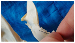 Desired direction of intra-oral mandibular block in a dog