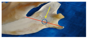Diagram showing position of mandibular foramen in a dog