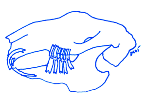 Diagram showing the jaw structure and dentition of the rabbit jaw in the resting positio