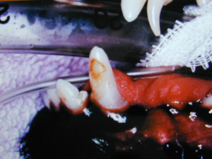 Enamel hypomineralisation of the mandibular canine tooth