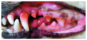 Erythrosine stained plaque appearing as pink to dark red on the supra-gingival tooth surface
