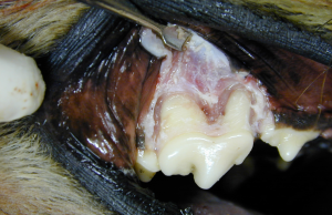 Following osteoplasty, the bone overlying the maxillary right fourth pre-molar tooth in a dog has been removed