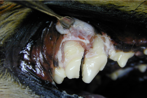 Following sectioning of the maxillary right fourth pre-molar tooth in a dog to divide the mesio-buccal and the distal root segments