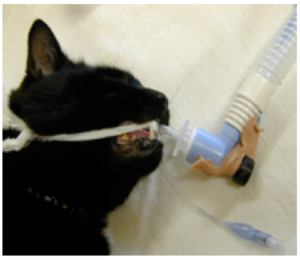 General anaesthesia and endotracheal tube placement in a cat