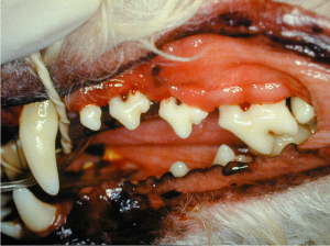 Gingival recession, horizontal bone loss and furcation exposure in the maxillary premolar teeth in a dog