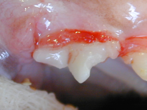 Gingivitis adjacent to the maxillary right fourth premolar (108) in a cat