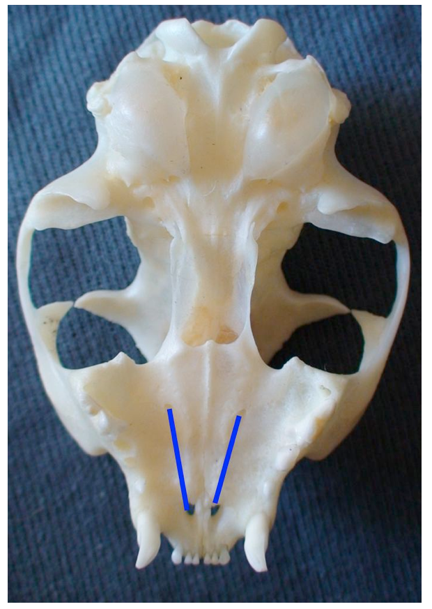 Hard palate with positions of the palatine nerve in a cat (blue line)