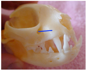 Infra-orbital nerve exiting the rostral foramen of the infra-orbital canal (blue line) in a cat
