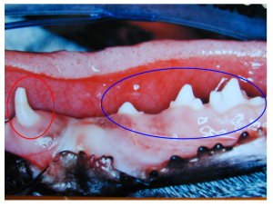 Left mandible showing deciduous canine (red circle) and pre-molar (blue circle) teeth in a puppy