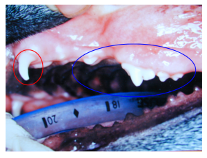 Left maxilla showing deciduous canine (red circle) and three pre-molar (blue circle) teeth in a puppy