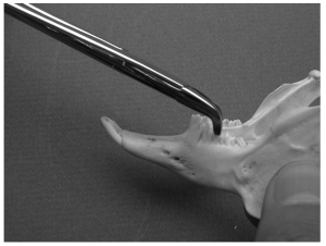Molar extraction forceps used to grasp and remove a premolar from a rabbit mandible