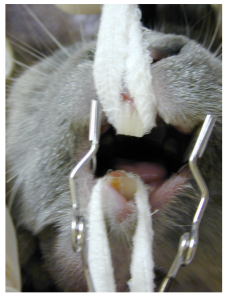 Opening the mouth using gauze looped over the maxillary and mandibular teeth and a buccal cheek pouch dilator