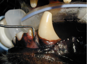 Placement of the periodontal probe to measure periodontal pocket depth of 10mm of the mandibular 3rd incisor tooth