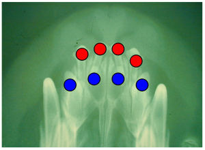 Radiograph of dog in previous picture, maxilla showing presence of only four deciduous incisor teeth (red dots) and four permanent tooth buds (blue dots)