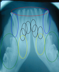 Radiograph of the rostral mandibles in a puppy