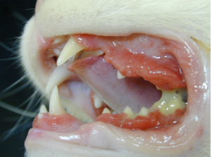 Severe gingival hyperplasia and hyperaemia in a cat