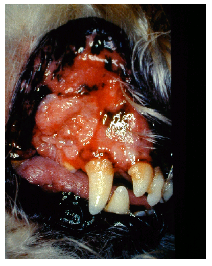 Severe gingival hyperplasia, plaque and calculus accumulations and generalised mucosal ulceration in a dog
