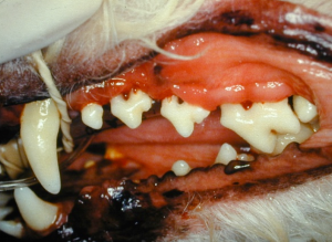 Severe periodontal disease as demonstrated by significant gingival recession and stage 3 furcation exposure of all left maxillary premolar teeth