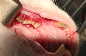 The appearance of the teeth following sectioning of the maxillary right fourth pre-molar tooth in a cat
