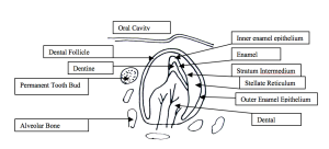 The development of the tooth germ. Diagramatic representation of a section through the maxillary incisor region