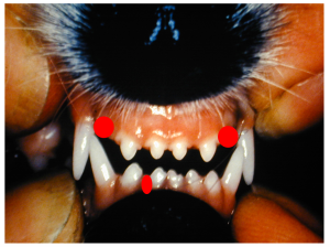 The view of a 10 week old puppy showing missing deciduous incisors