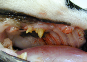 Tooth resorption and crown loss of the maxillary right canine and fourth premolar teeth in a cat