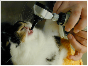 Using an otoscope to examine the premolar and molar rabbit teeth