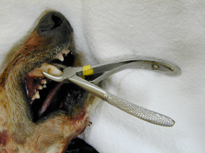 Using dental forceps to extract the maxillary right canine tooth in a dog